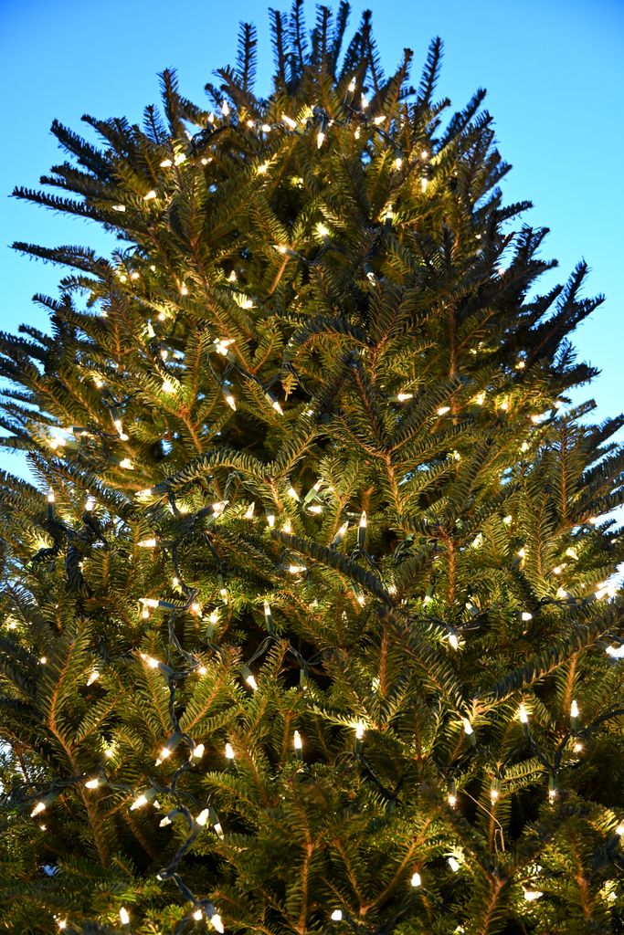 A beautifully decorated Christmas tree adorned with white lights against a twilight sky.
