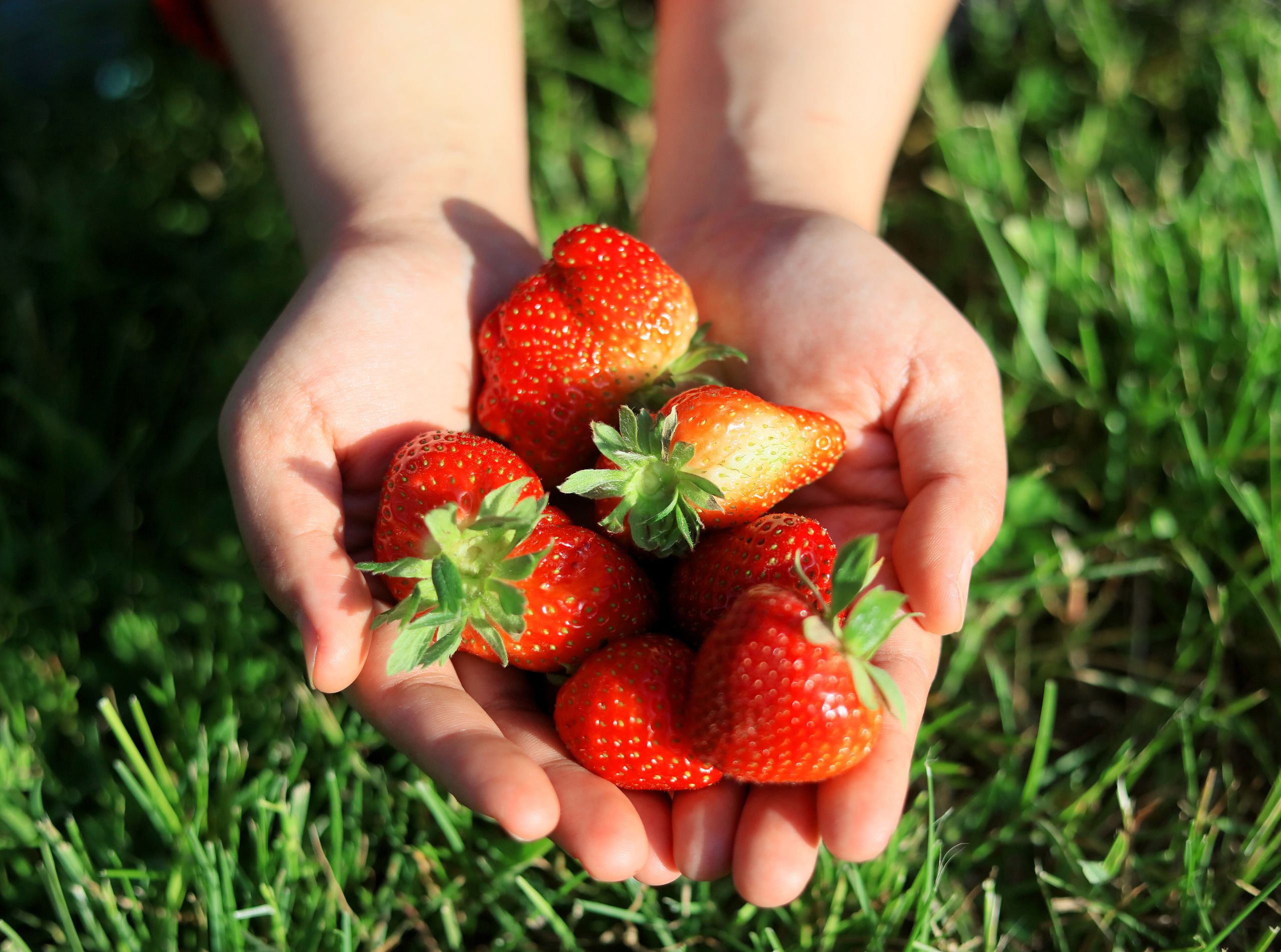 A pair of hands holding fresh, vibrant strawberries in a grassy outdoor setting.