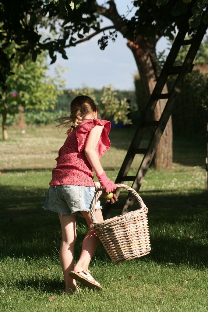 A young girl with a basket collects apples in a sunny orchard during fall.