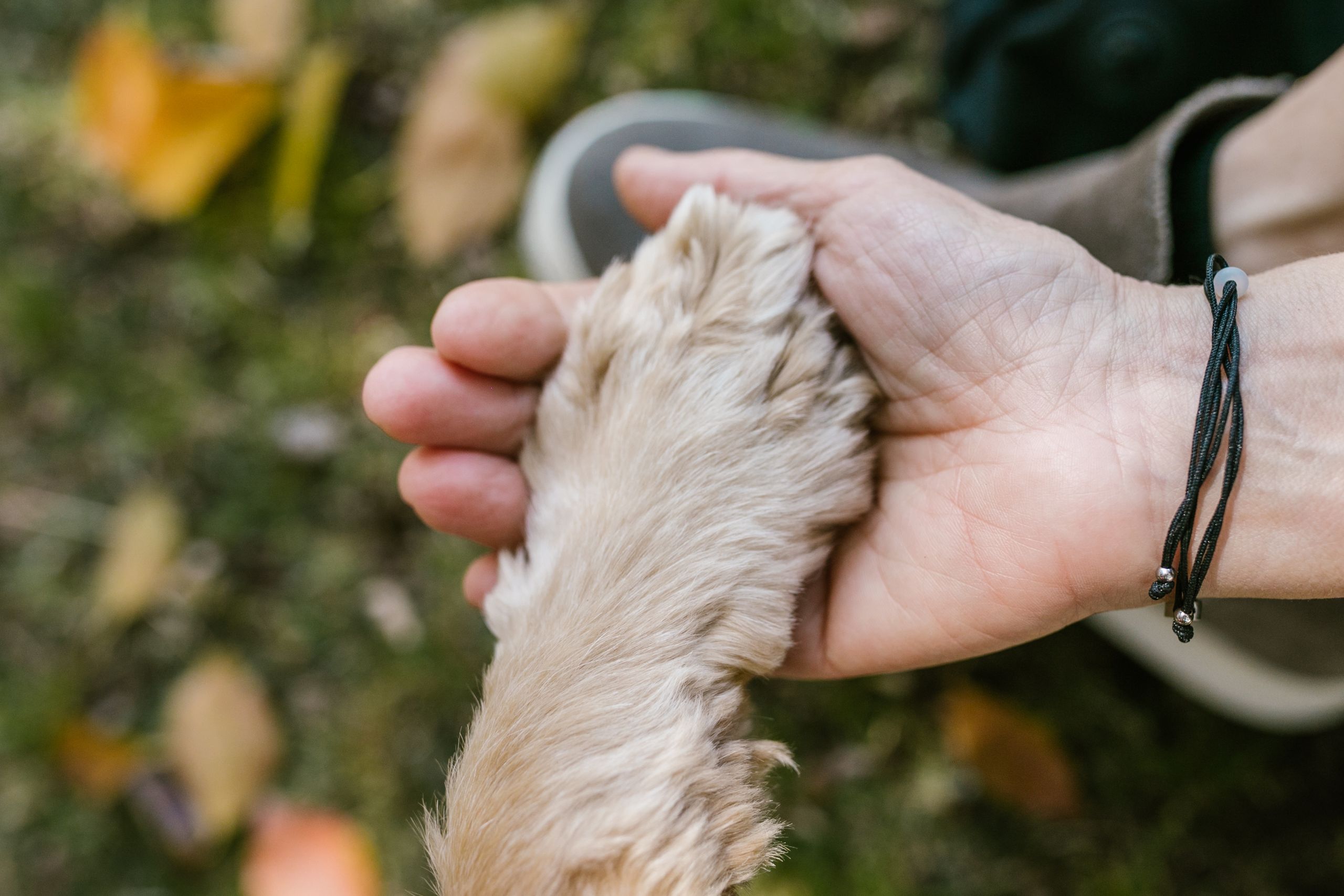 Close-up of a human hand holding a dog's paw, symbolizing friendship outdoors in autumn.