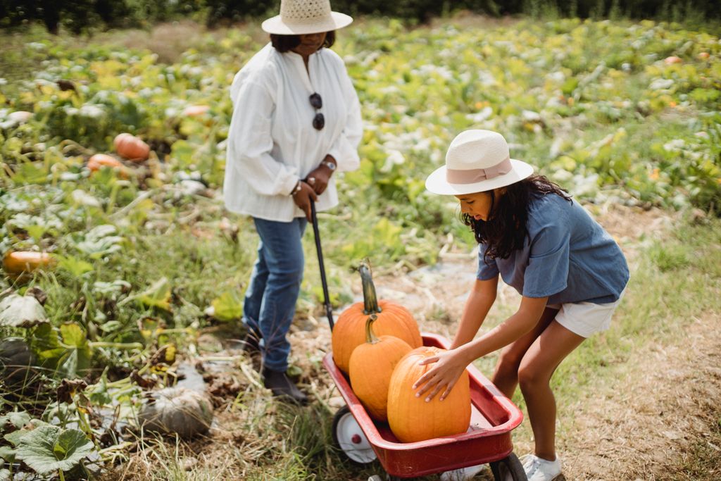 Full body of young Hispanic girl collecting pumpkins in cart while helping mother in agricultural field