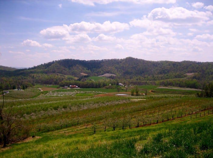 Dickie Brothers Orchard mountain view