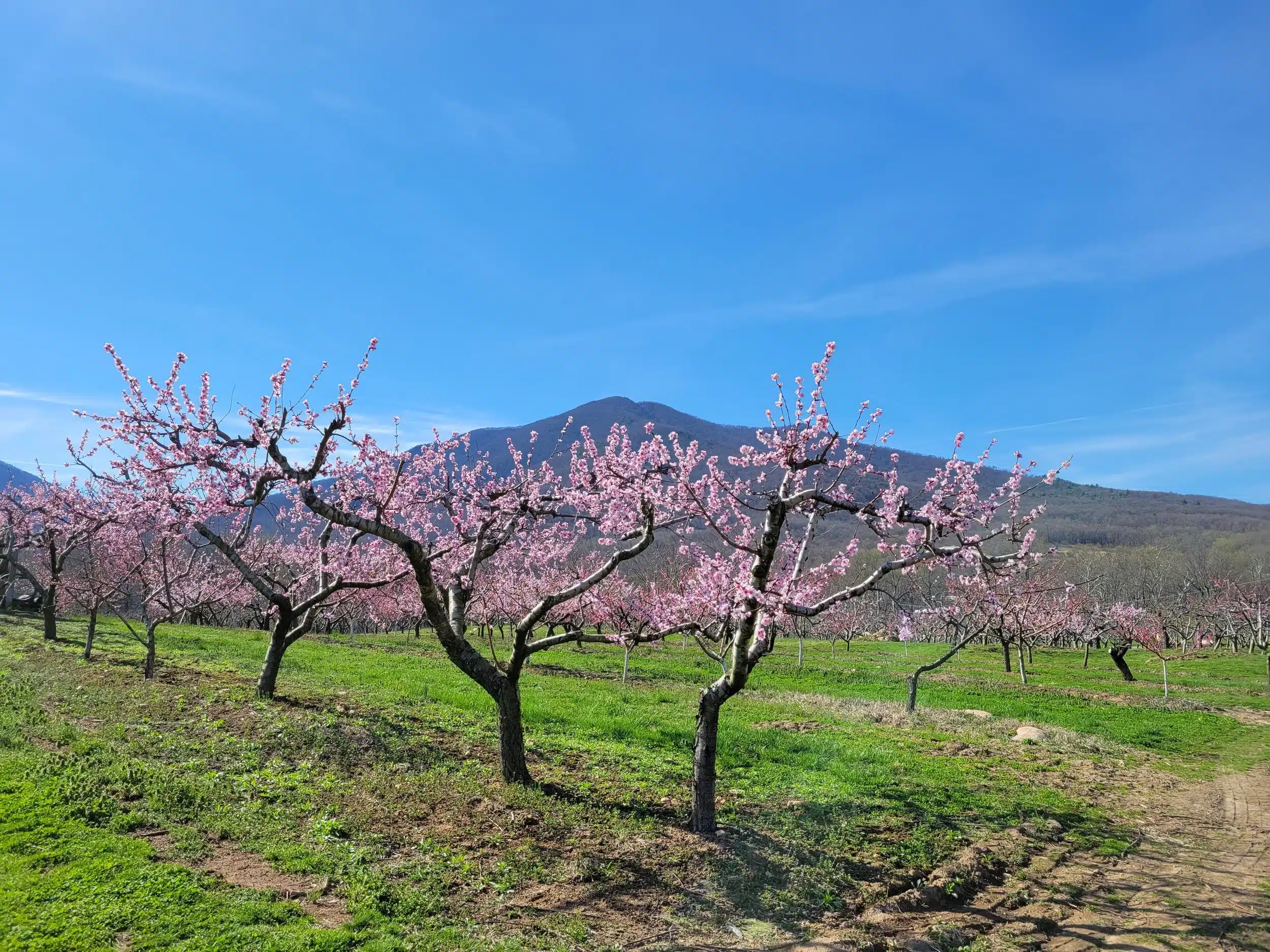 Blooming fruit trees with mountain view at Gross Orchard