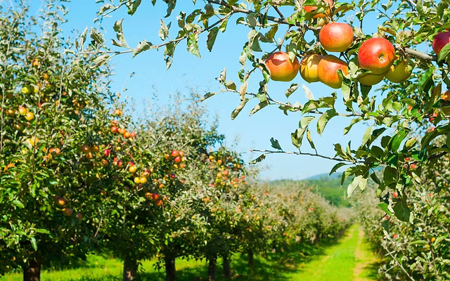 Seamans Apple Orchard