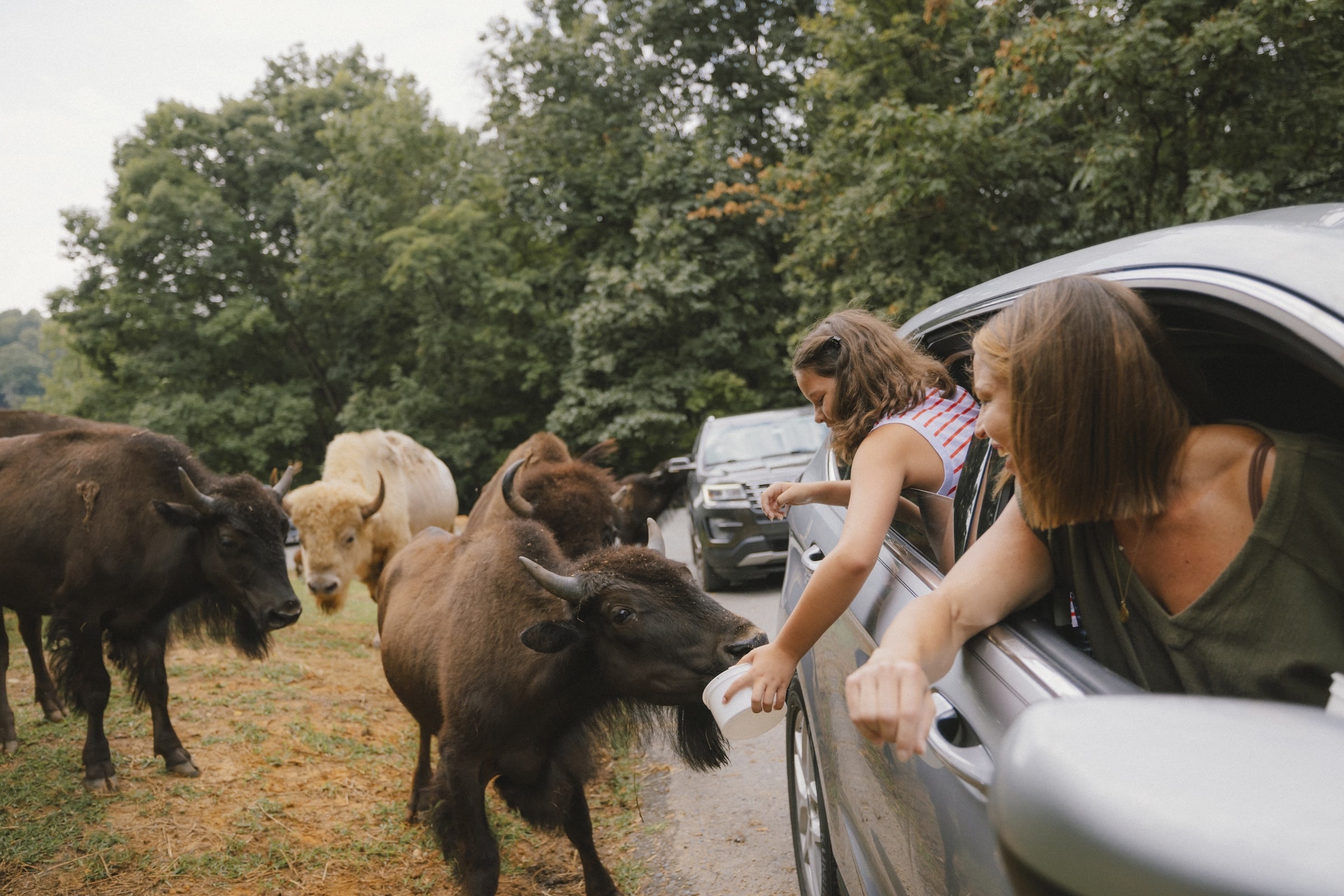 Virginia Safari Park Day Trip From Roanoke With Kids