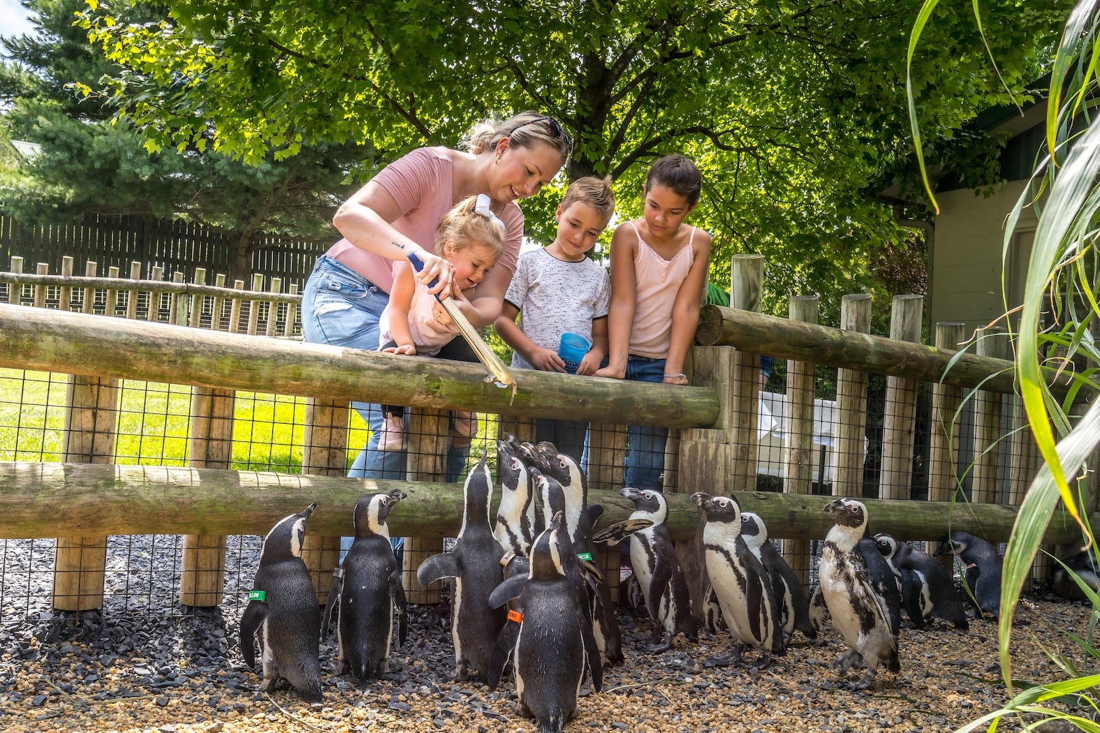 Family feeding penguins at Virginia Safari Park Penguin Encounter