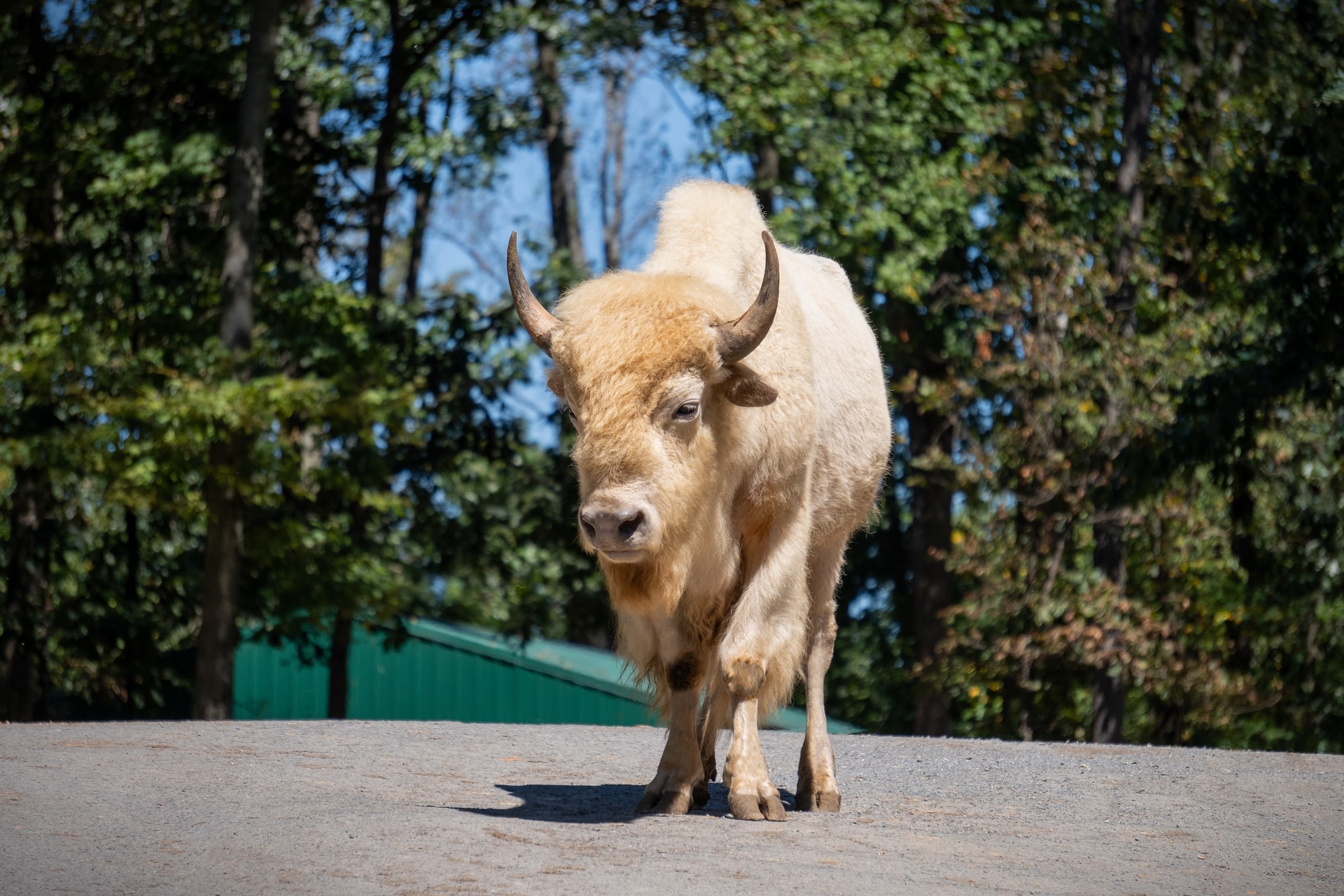 white bison at Virginia Safari Park
