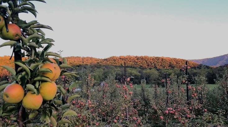 fruit orchard at Doe Creek Farm, Pembroke