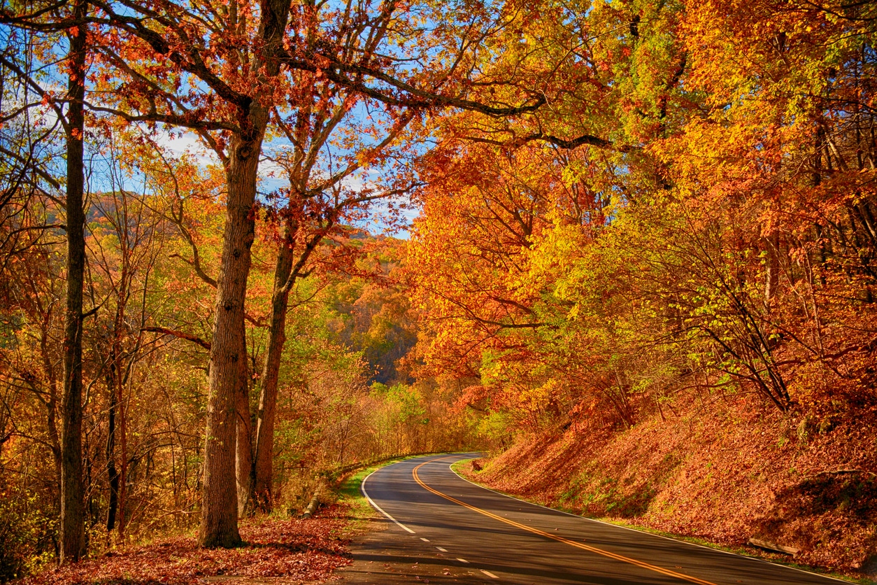 Fall leaves on the Blue Ridge Parkway near Roanoke, VA