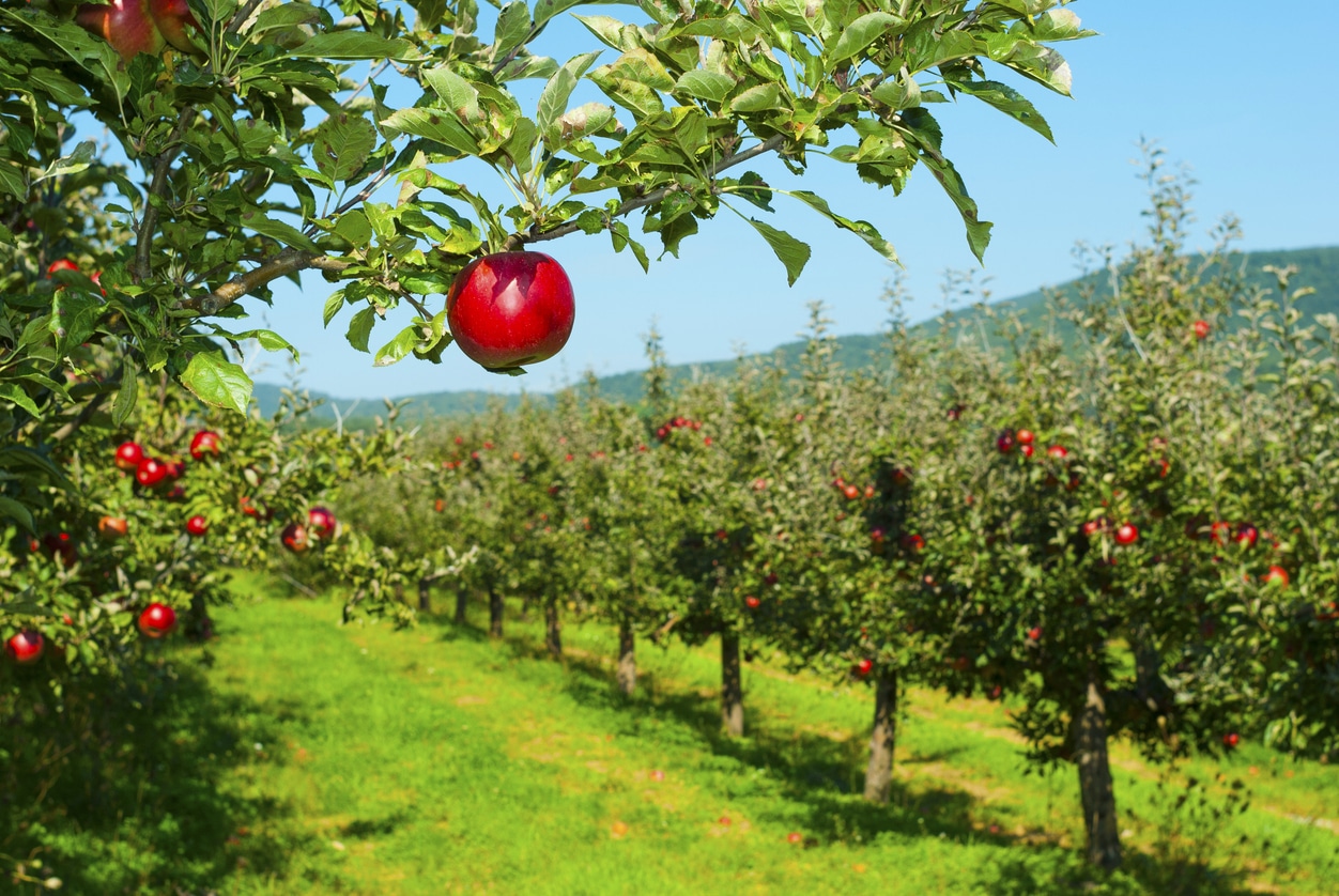 apple trees in a row, before harvest