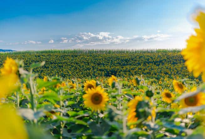 Beaver Dam Sunflower Festival